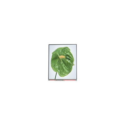 C050SWYM-0 5,0 polegadas 480 * 960 tela LCD para telefone
