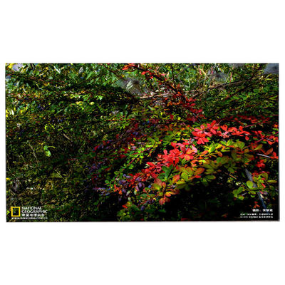 Bom preço LM238WF5-SSE5 Nova tela LCD para HP Pavilion 24-Df0014 on-line