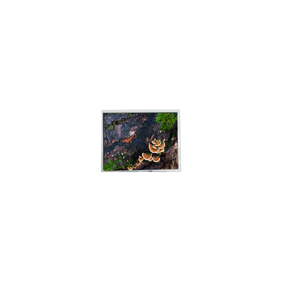 Bom preço 5.7 polegadas PD057VU8 640 * 480 60Hz tela LCD para Industrial on-line