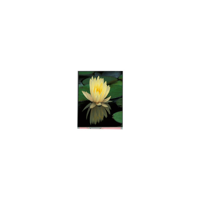Bom preço 1080*1920 PP060IC-01D 6.0 polegadas 1000:1 painel de tela LCD on-line